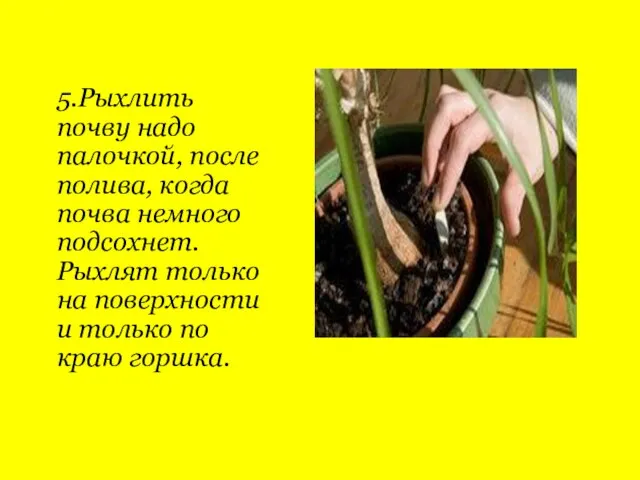 5.Рыхлить почву надо палочкой, после полива, когда почва немного подсохнет. Рыхлят