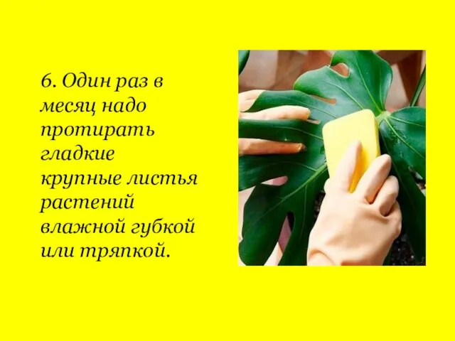 6. Один раз в месяц надо протирать гладкие крупные листья растений влажной губкой или тряпкой.