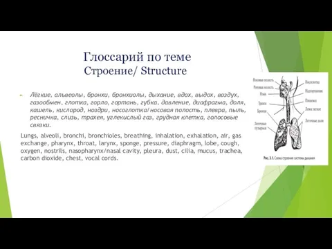 Глоссарий по теме Строение/ Structure Лёгкие, альвеолы, бронхи, бронхиолы, дыхание, вдох,