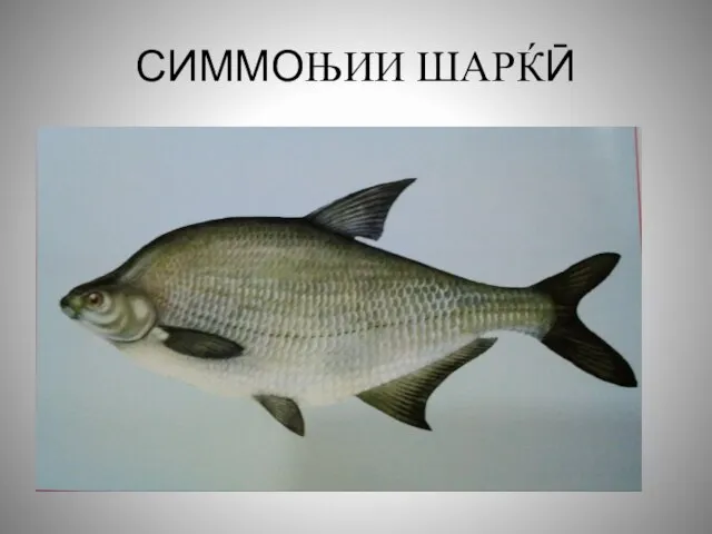 СИММОЊИИ ШАРЌӢ