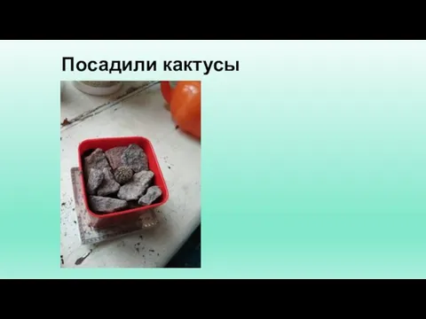 Посадили кактусы