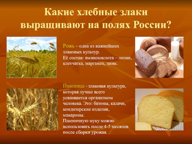 Какие хлебные злаки выращивают на полях России? Рожь – одна из