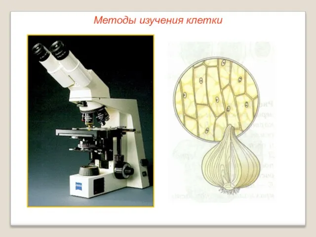 Методы изучения клетки