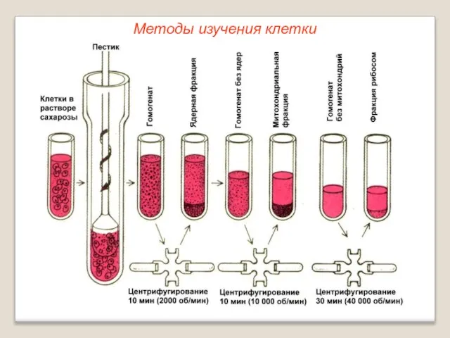 Методы изучения клетки