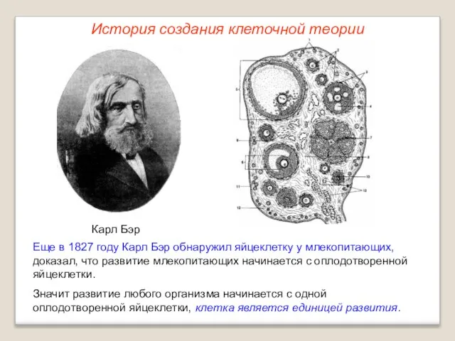 Карл Бэр Еще в 1827 году Карл Бэр обнаружил яйцеклетку у