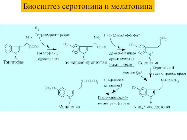 Биосинтез серотонина и мелатонина