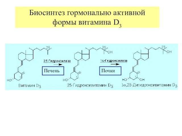 Биосинтез гормонально активной формы витамина D3 Печень Почки