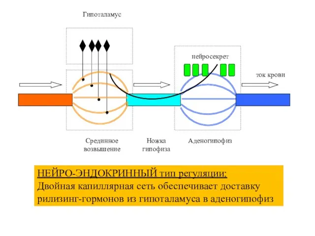 НЕЙРО-ЭНДОКРИННЫЙ тип регуляции: Двойная капиллярная сеть обеспечивает доставку рилизинг-гормонов из гипоталамуса в аденогипофиз