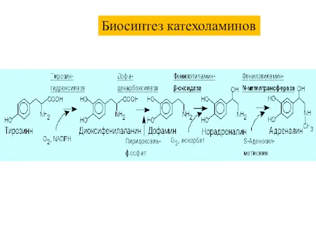 Биосинтез катехоламинов