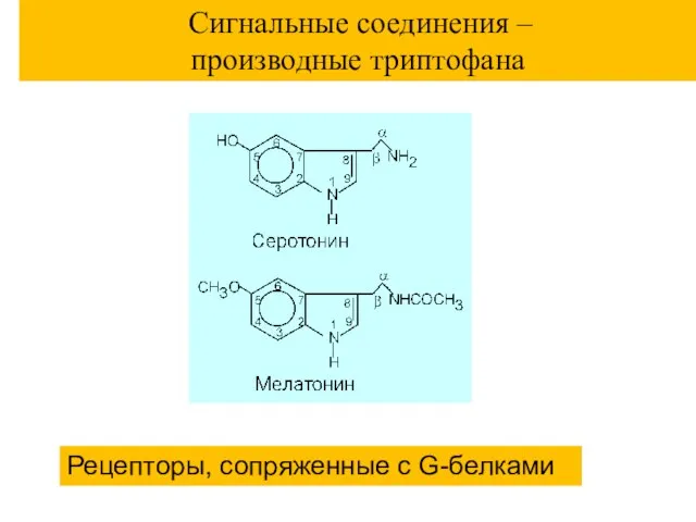 Сигнальные соединения – производные триптофана Рецепторы, сопряженные с G-белками