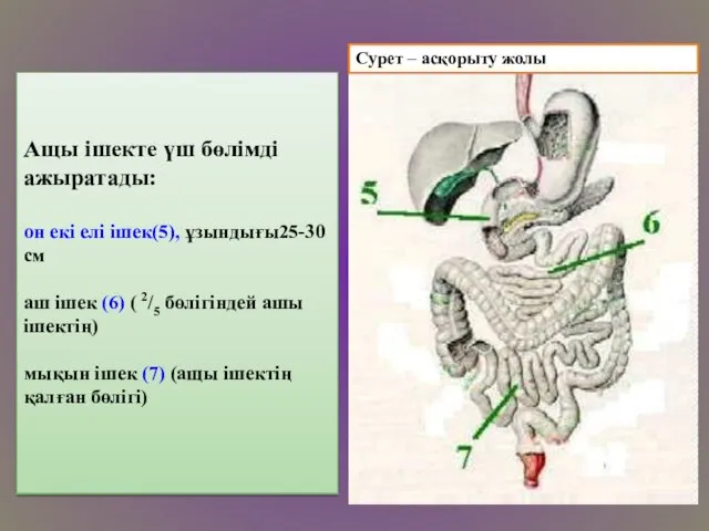 Ащы ішекте үш бөлімді ажыратады: он екі елі ішек(5), ұзындығы25-30 см