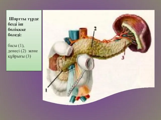 Шартты түрде безді іш бөліккке бөледі: басы (1), денесі (2) және құйрығы (3)