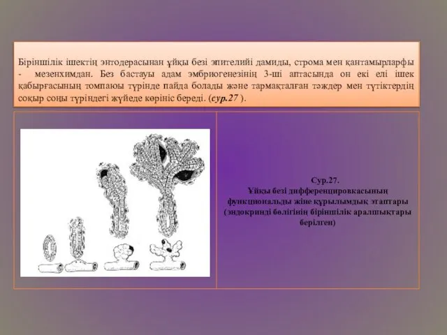 Біріншілік ішектің энтодерасынан ұйқы безі эпителийі дамиды, строма мен қантамырларфы -