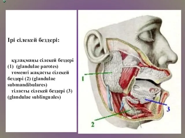 Ірі сілекей бездері: құлақмаңы сілекей бездері (1) (glandulae parotes) төменгі жақасты