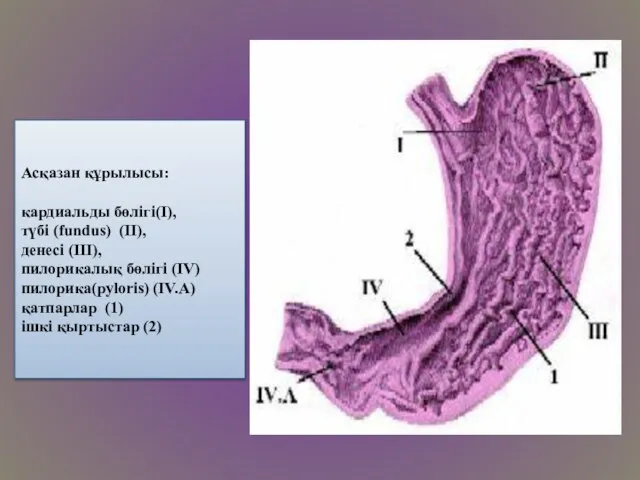 Асқазан құрылысы: кардиальды бөлігі(I), түбі (fundus) (II), денесі (III), пилорикалық бөлігі