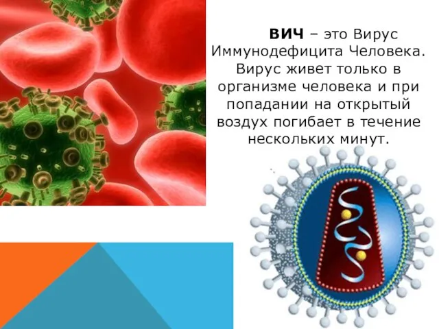 ВИЧ – это Вирус Иммунодефицита Человека. Вирус живет только в организме