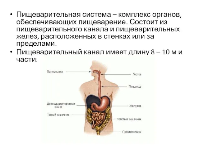 Пищеварительная система – комплекс органов, обеспечивающих пищеварение. Состоит из пищеварительного канала