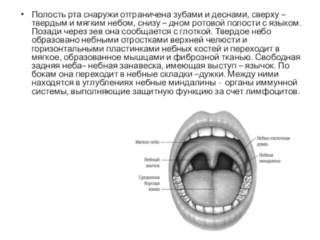 Полость рта снаружи отграничена зубами и деснами, сверху – твердым и
