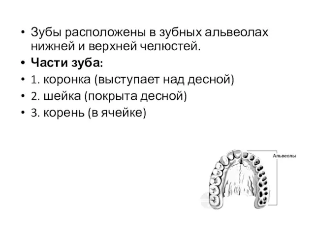 Зубы расположены в зубных альвеолах нижней и верхней челюстей. Части зуба: