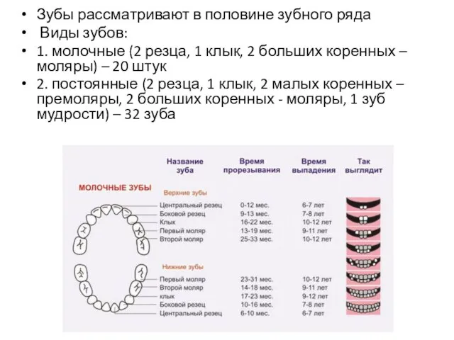 Зубы рассматривают в половине зубного ряда Виды зубов: 1. молочные (2