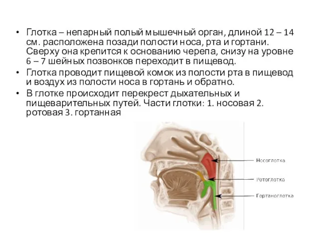 Глотка – непарный полый мышечный орган, длиной 12 – 14 см.