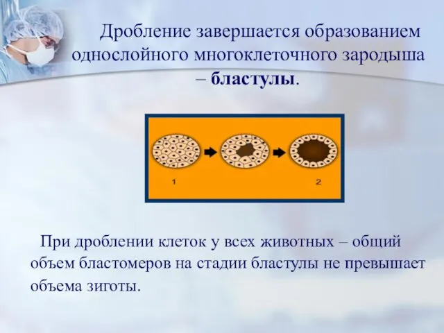 Дробление завершается образованием однослойного многоклеточного зародыша – бластулы. При дроблении клеток