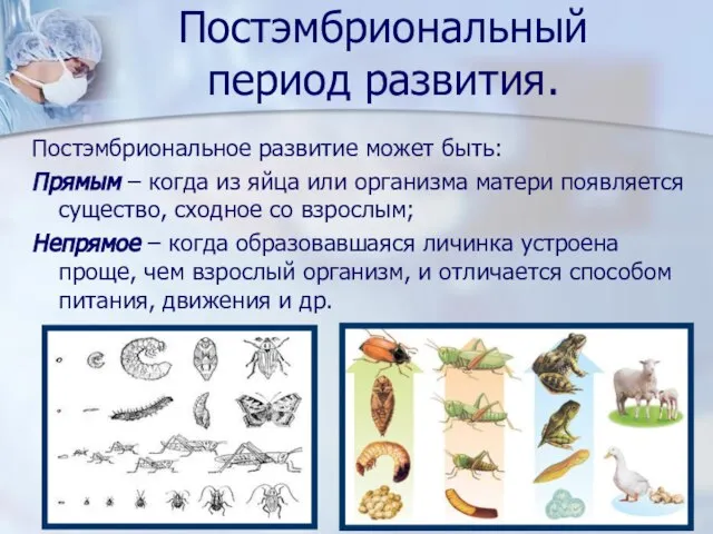 Постэмбриональный период развития. Постэмбриональное развитие может быть: Прямым – когда из