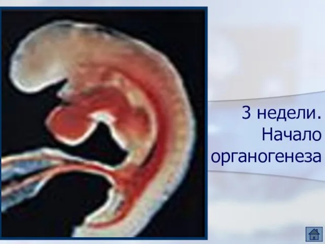 3 недели. Начало органогенеза