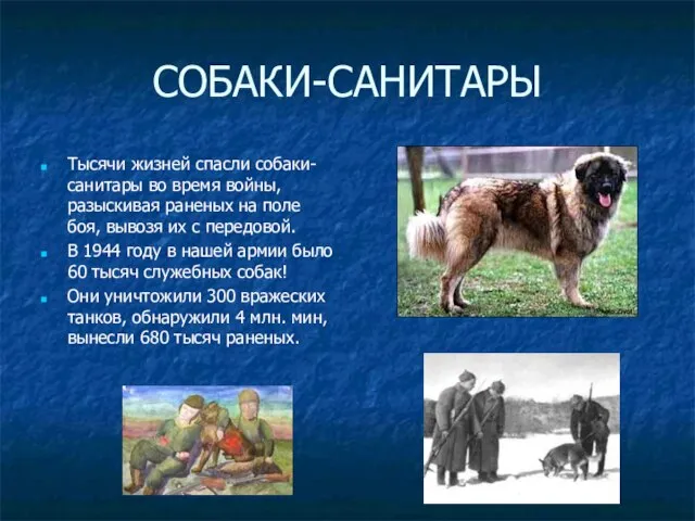 СОБАКИ-САНИТАРЫ Тысячи жизней спасли собаки-санитары во время войны, разыскивая раненых на