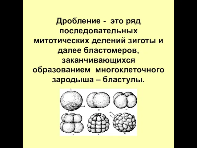 Дробление - это ряд последовательных митотических делений зиготы и далее бластомеров,