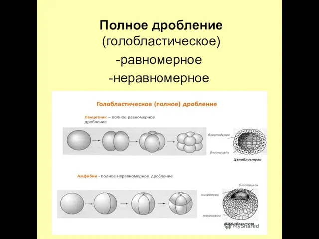 Полное дробление (голобластическое) равномерное неравномерное