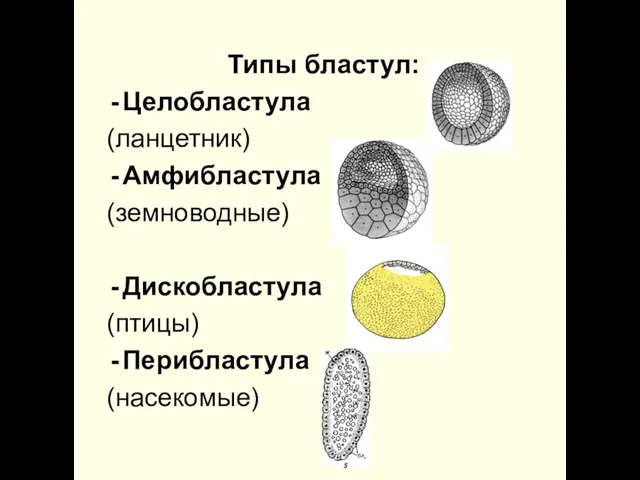 Типы бластул: Целобластула (ланцетник) Амфибластула (земноводные) Дискобластула (птицы) Перибластула (насекомые)