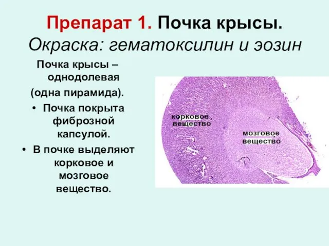 Препарат 1. Почка крысы. Окраска: гематоксилин и эозин Почка крысы –