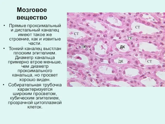 Мозговое вещество Прямые проксимальный и дистальный каналец имеют такое же строение,