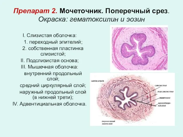 Препарат 2. Мочеточник. Поперечный срез. Окраска: гематоксилин и эозин I. Слизистая