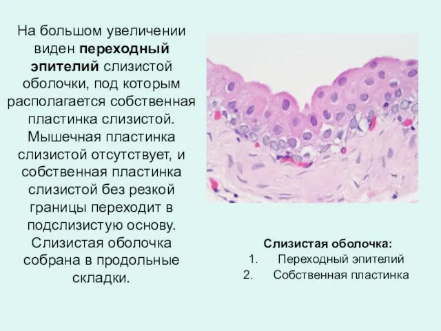 Слизистая оболочка: Переходный эпителий Собственная пластинка На большом увеличении виден переходный