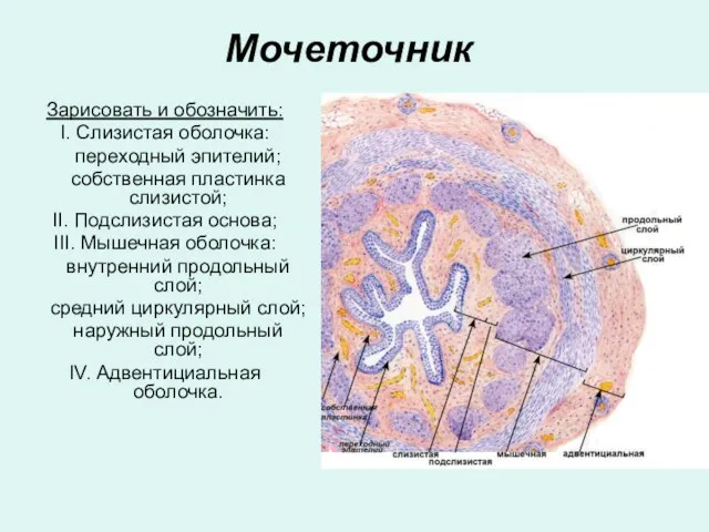 Мочеточник Зарисовать и обозначить: I. Слизистая оболочка: переходный эпителий; собственная пластинка