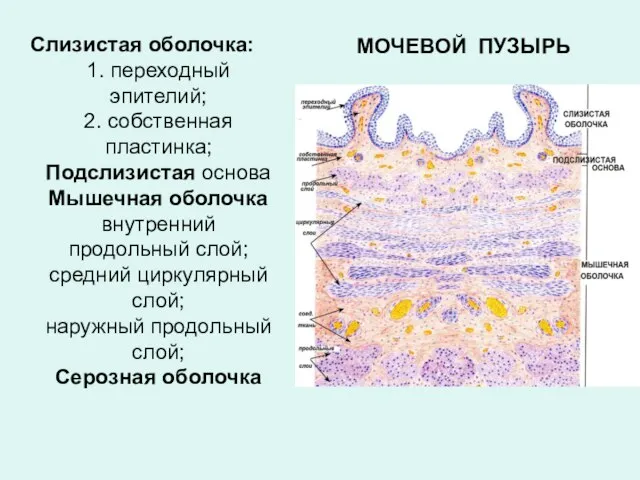 Слизистая оболочка: 1. переходный эпителий; 2. собственная пластинка; Подслизистая основа Мышечная