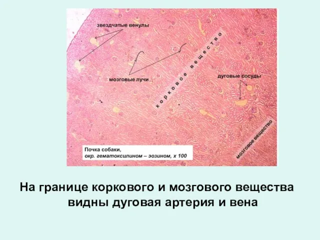 На границе коркового и мозгового вещества видны дуговая артерия и вена