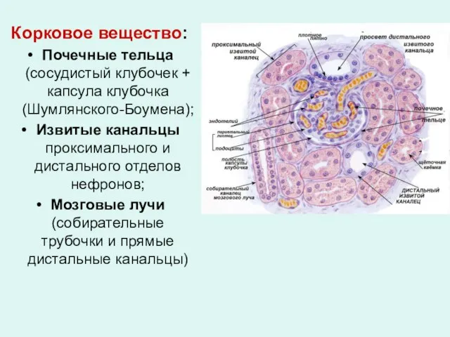 Корковое вещество: Почечные тельца (сосудистый клубочек + капсула клубочка (Шумлянского-Боумена); Извитые