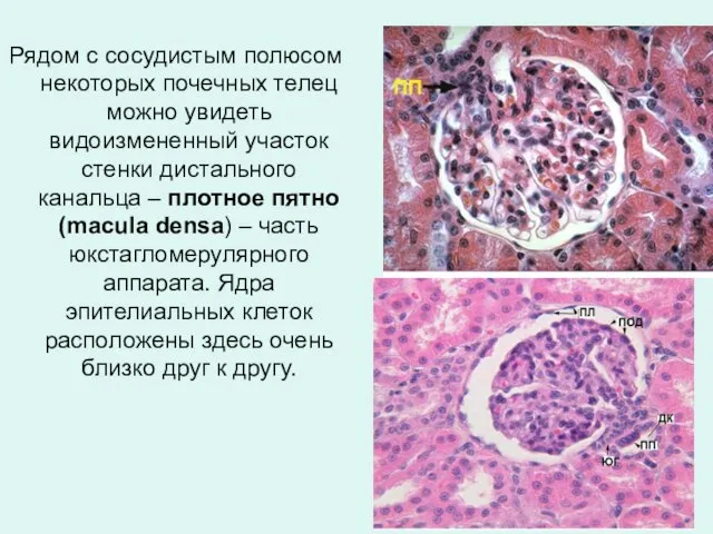 Рядом с сосудистым полюсом некоторых почечных телец можно увидеть видоизмененный участок