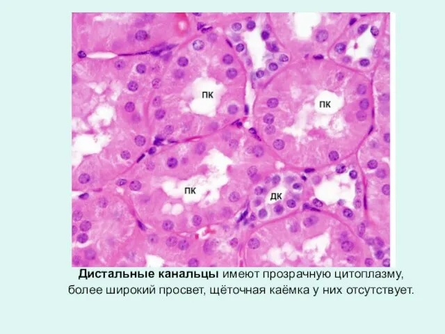 Дистальные канальцы имеют прозрачную цитоплазму, более широкий просвет, щёточная каёмка у них отсутствует.