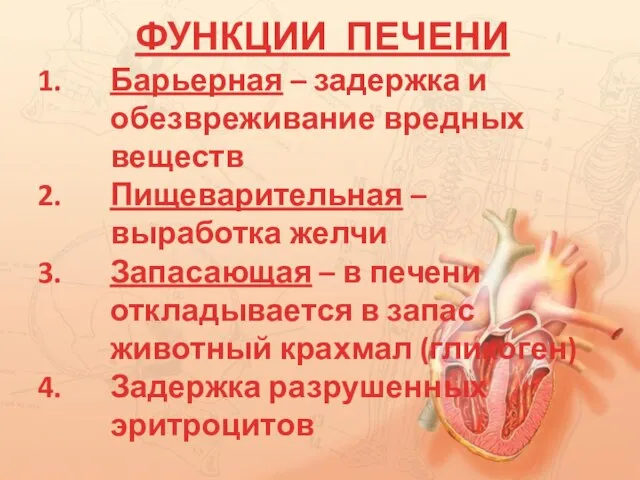 ФУНКЦИИ ПЕЧЕНИ Барьерная – задержка и обезвреживание вредных веществ Пищеварительная –