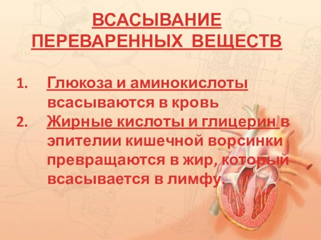 ВСАСЫВАНИЕ ПЕРЕВАРЕННЫХ ВЕЩЕСТВ Глюкоза и аминокислоты всасываются в кровь Жирные кислоты