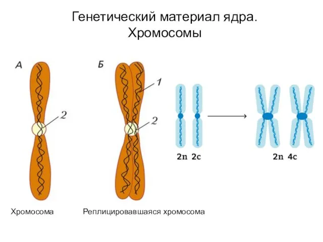 Генетический материал ядра. Хромосомы Хромосома Реплицировавшаяся хромосома