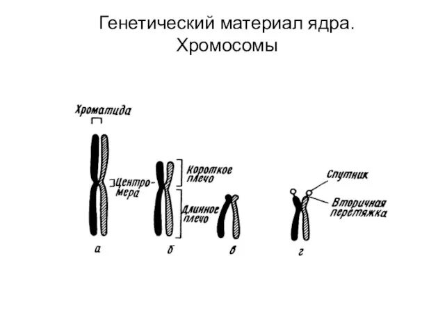 Генетический материал ядра. Хромосомы