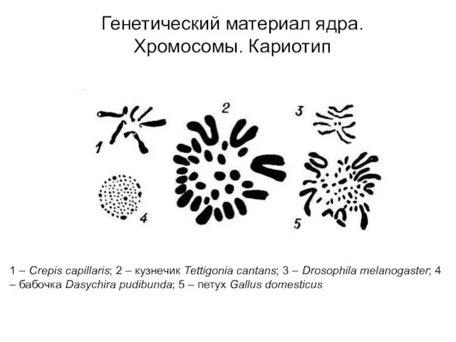 1 – Crepis capillaris; 2 – кузнечик Tettigonia cantans; 3 –