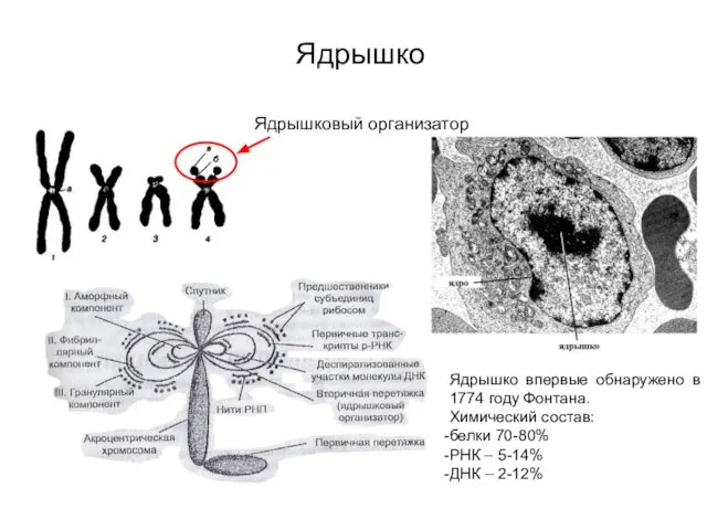 Ядрышко Ядрышковый организатор Химический состав ядрышка: Белки – 70-80% РНК –