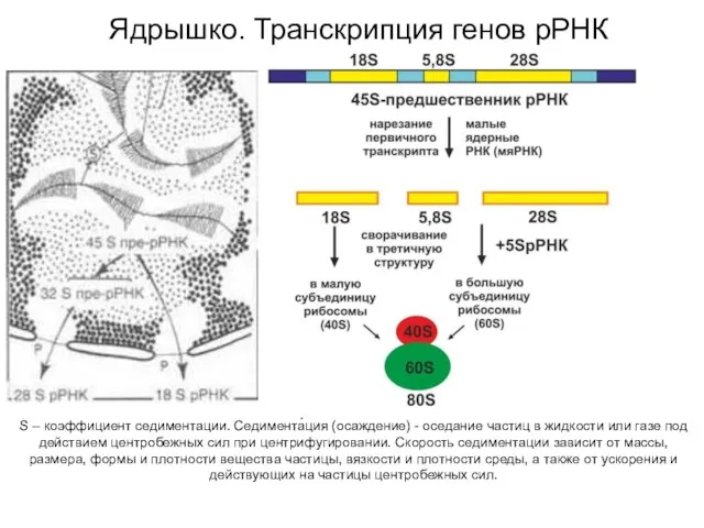 Ядрышко. Транскрипция генов рРНК S – коэффициент седиментации. Седимента́ция (осаждение) -