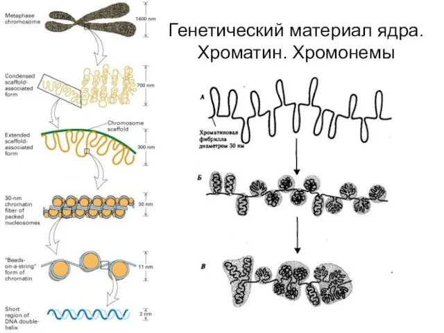 Генетический материал ядра. Хроматин. Хромонемы